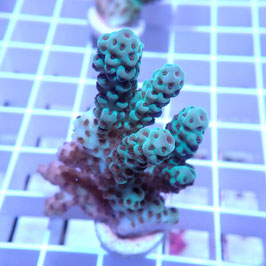 Acropora sarmentosa Australie (Réf. 2-36)
