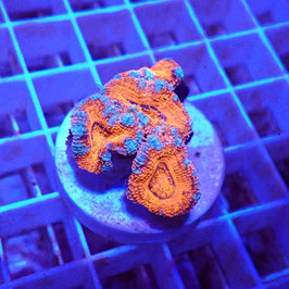 Acanthastrea lordhowensis (Réf. AL-07)