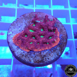 Favites pentagona "War Coral" (3)