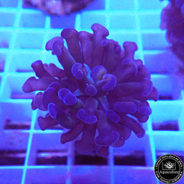 Euphyllia parancora Black Gold (Réf. EU-20)