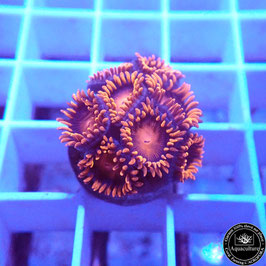 Zoanthus Bam Bam (Réf. ZOA-01)