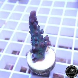 Acropora austera (Réf. 3-41)