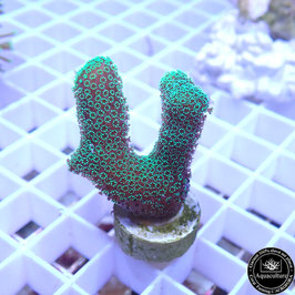 Stylophora pistillata vert