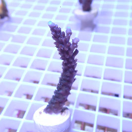 Acropora formosa bleu (Réf. 0-02)