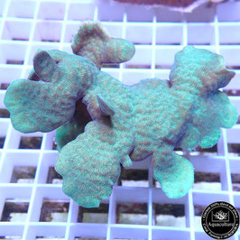 Pavona cactus vert (2)