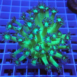 Goniopora Galaxy Ultra (6)