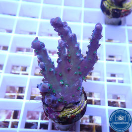 Acropora austera (Réf. 3-14)
