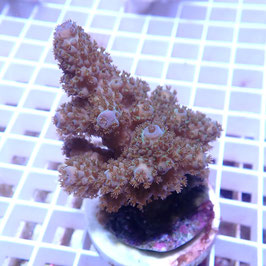 Acropora humilis bleu Indo. (Réf. 0-34)