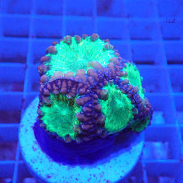 Blastomussa wellsi Ultra