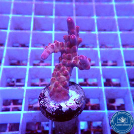 Acropora AS Crimson King (Réf. 0-16)