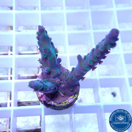 Acropora austera (Réf. 3-15)