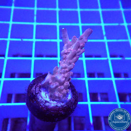 Acropora AS microclados Indo. (Réf. 0-25)