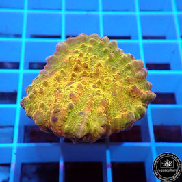 Echinophyllia Maracuya Pulp