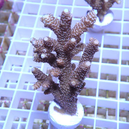 Acropora millepora Indo. (Réf. 0-27)