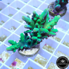 Acropora "Toxic Green" (Réf. 0-11)