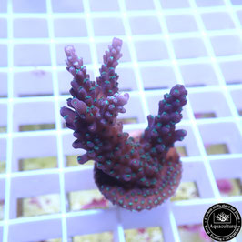 Acropora "Blueberry Mint" (Réf. 4-11)