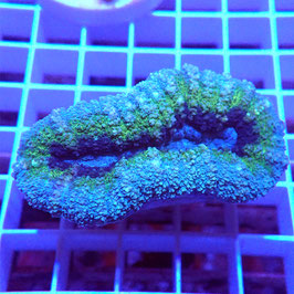 Lobophyllia Tricolore (Réf. L-08)