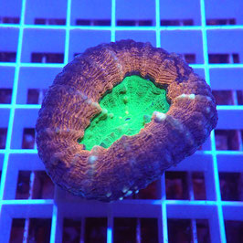 Lobophyllia Ultra (Réf. L-10)