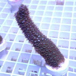 Acropora abrolhosensis bleu (Réf. 0-21)