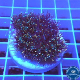 Galaxea fascicularis Gold (4)