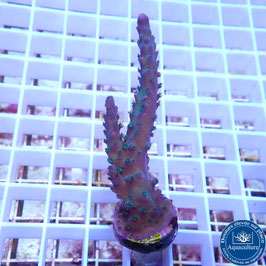 Acropora austera (Réf. 3-11)