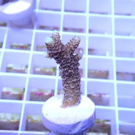 Acropora millepora Indo. (Réf. 0-22)