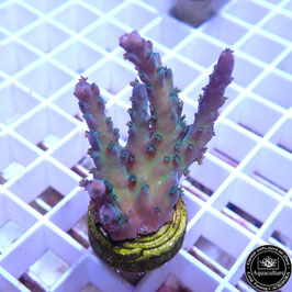 Acropora austera (Réf. 3-46)