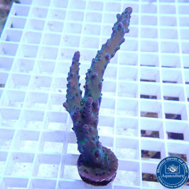 Acropora austera (Réf. 3-12)