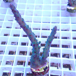 Acropora austera (Réf. 3-13)