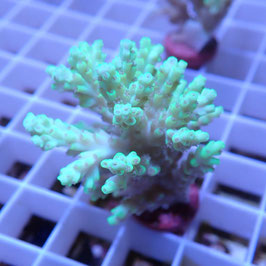 Acropora aculeus Australie (Réf. 1-35)