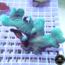 Pavona cactus vert