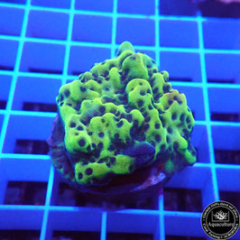 Montipora encroûtant vert fluo