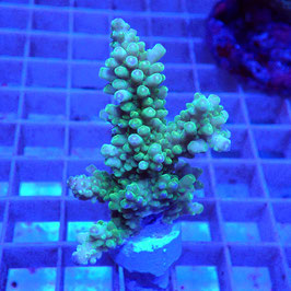 Acropora grandis Indo. (Réf. 1-27)