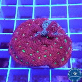 Favites pentagona AS War Coral bicolore