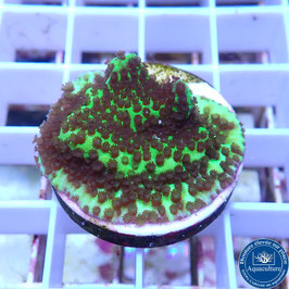 Montipora spongodes (2)