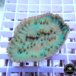 Turbinaria reniformis vert bords jaunes