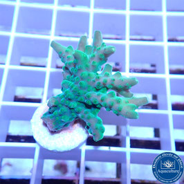 Acropora AS solytariensis plateau (Réf. 5-31)