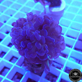 Euphyllia parancora bicolore (Réf. EU-10)