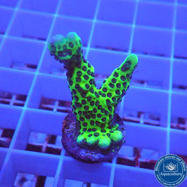 Montipora Incredible Hulk (3)