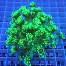 Goniopora Ultra