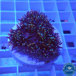 Galaxea fascicularis Gold (2)