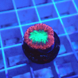 Blastomussa wellsi Ultra