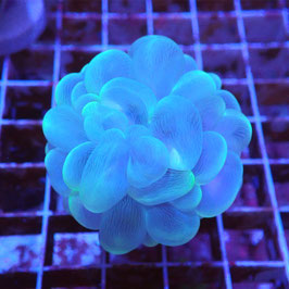 Plerogyra sinuosa (5)
