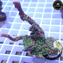 Montipora hirsuta polypes fluos