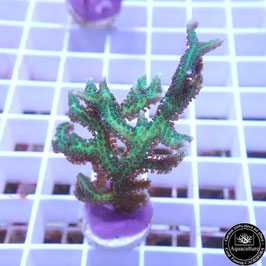 Seriatopora hystrix vert (3)