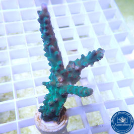 Acropora AS tortuosa (Réf. 0-11)