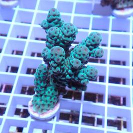 Acropora sarmentosa Australie (Réf. 2-32)