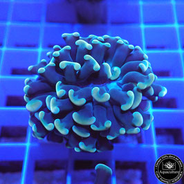 Euphyllia parancora orangé (Réf. EU-13)