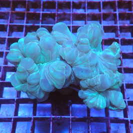 Nemenzophyllia turbida (3)