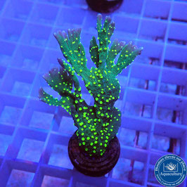Montipora hirsuta polypes fluos (6)